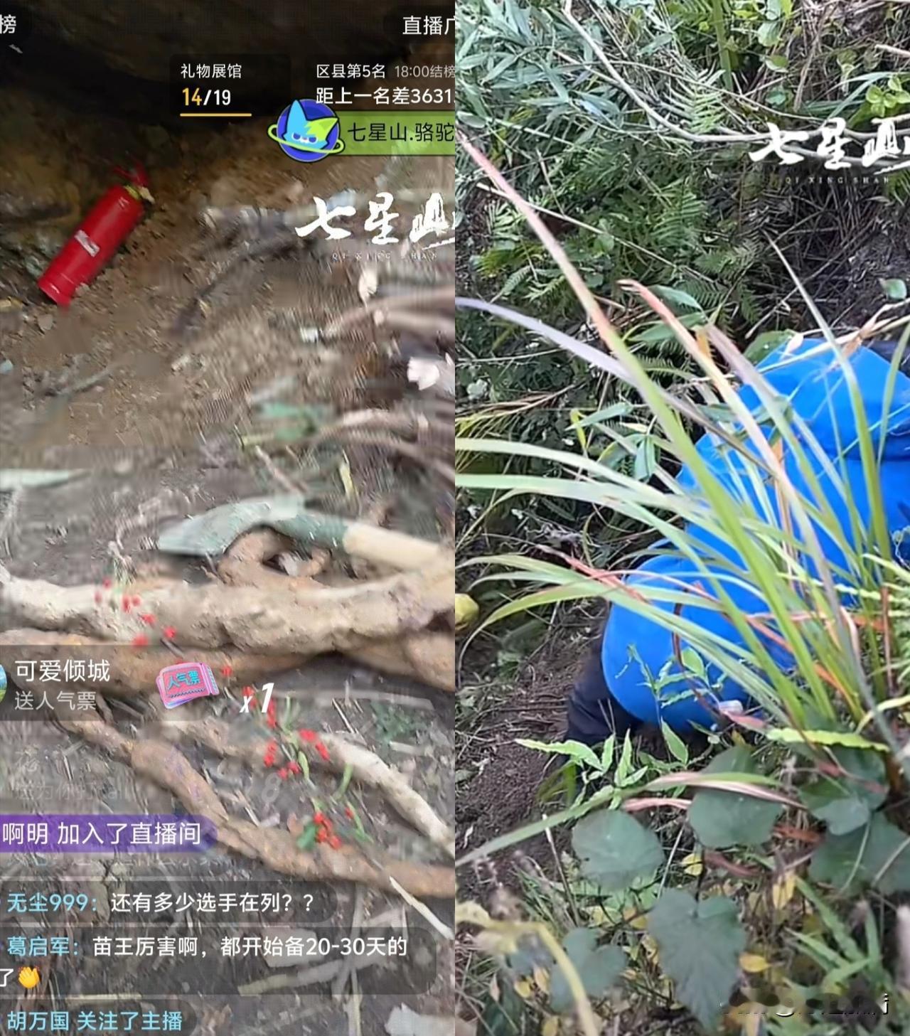 苗王真是太拼了，竟然在悬崖斜坡上挖葛根，大宋和摄影师拍摄都为他捏一把汗，真是太危