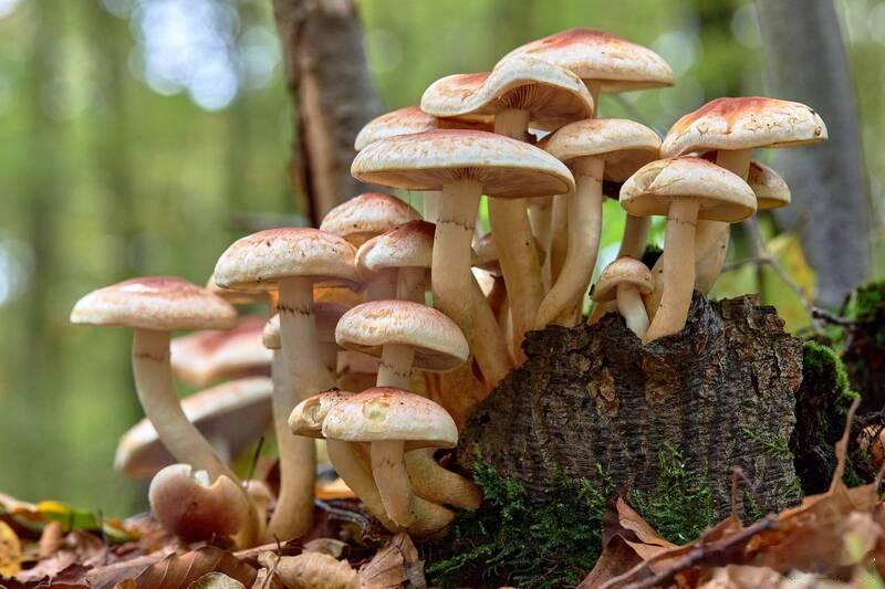 美国加州毒蘑菇致3人死亡，3人需肝脏移植保命 海外新鲜事 美国加州近日发生近年来