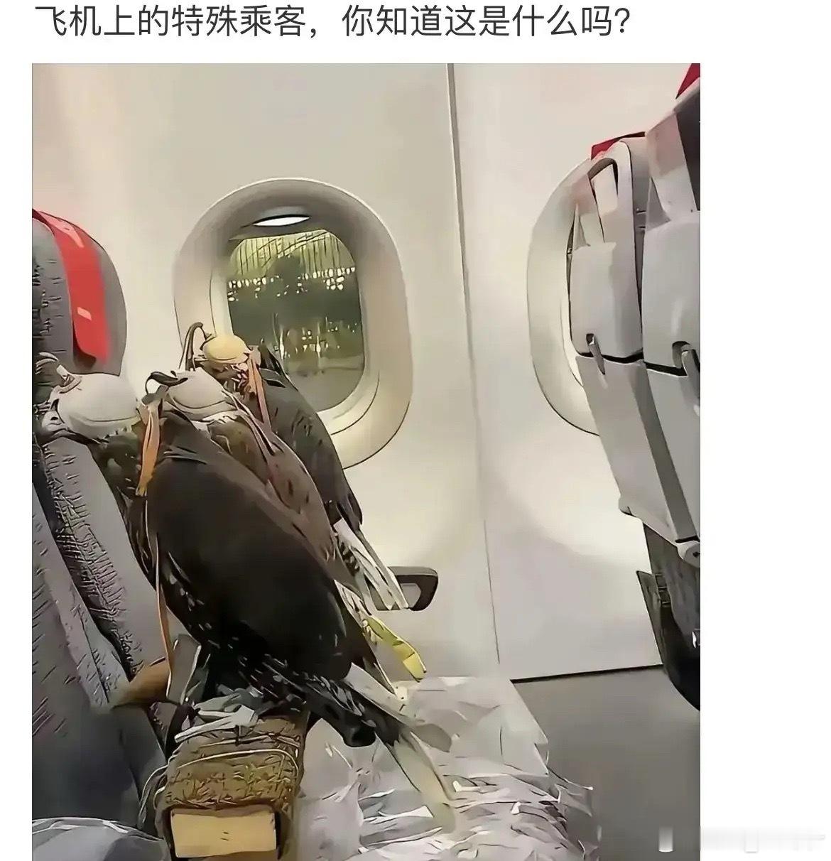 贫穷限制了我的想象力，我都没坐过飞机[捂脸][捂脸][捂脸] ​​​