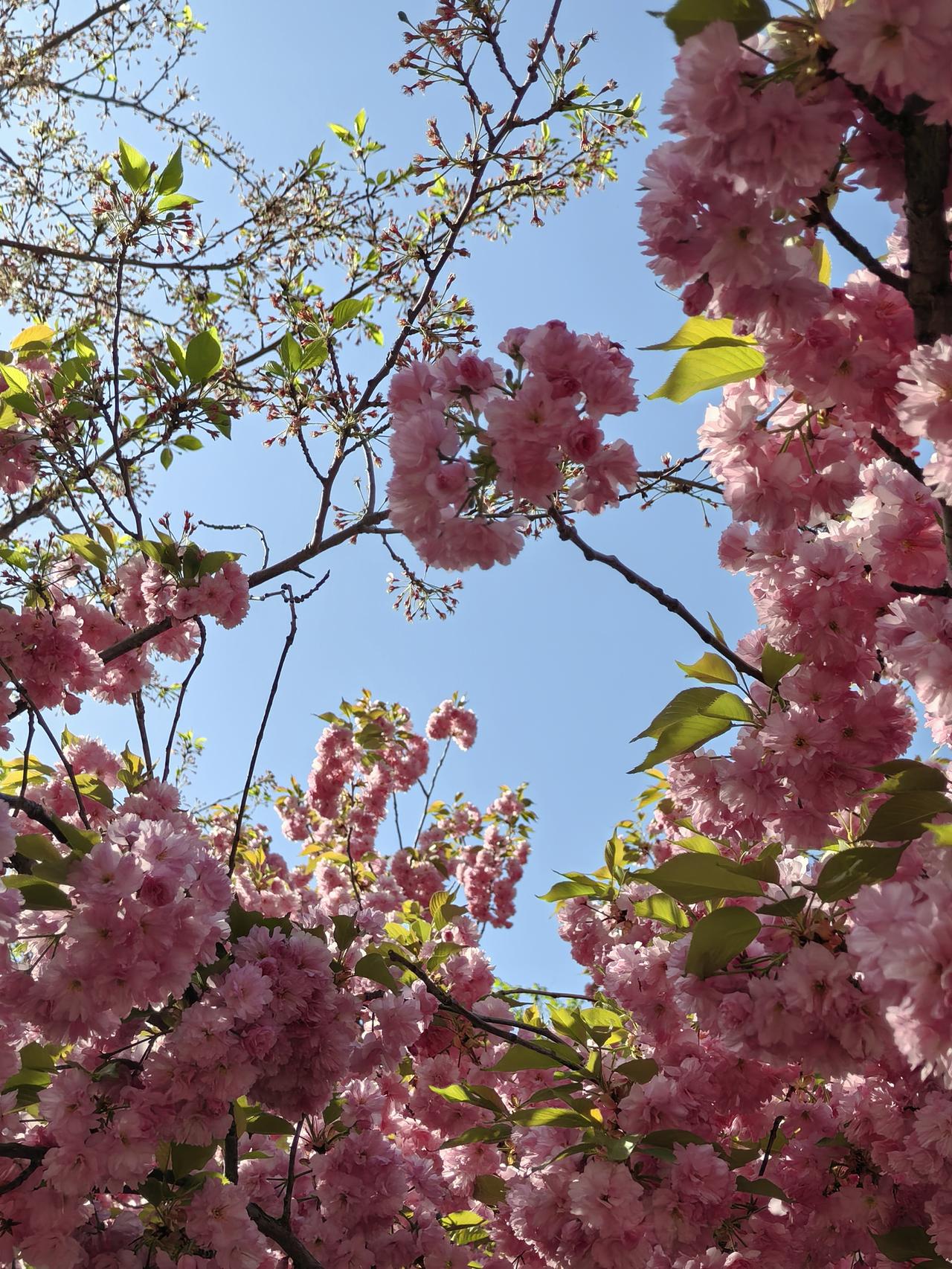分享一张你拍的樱花照片