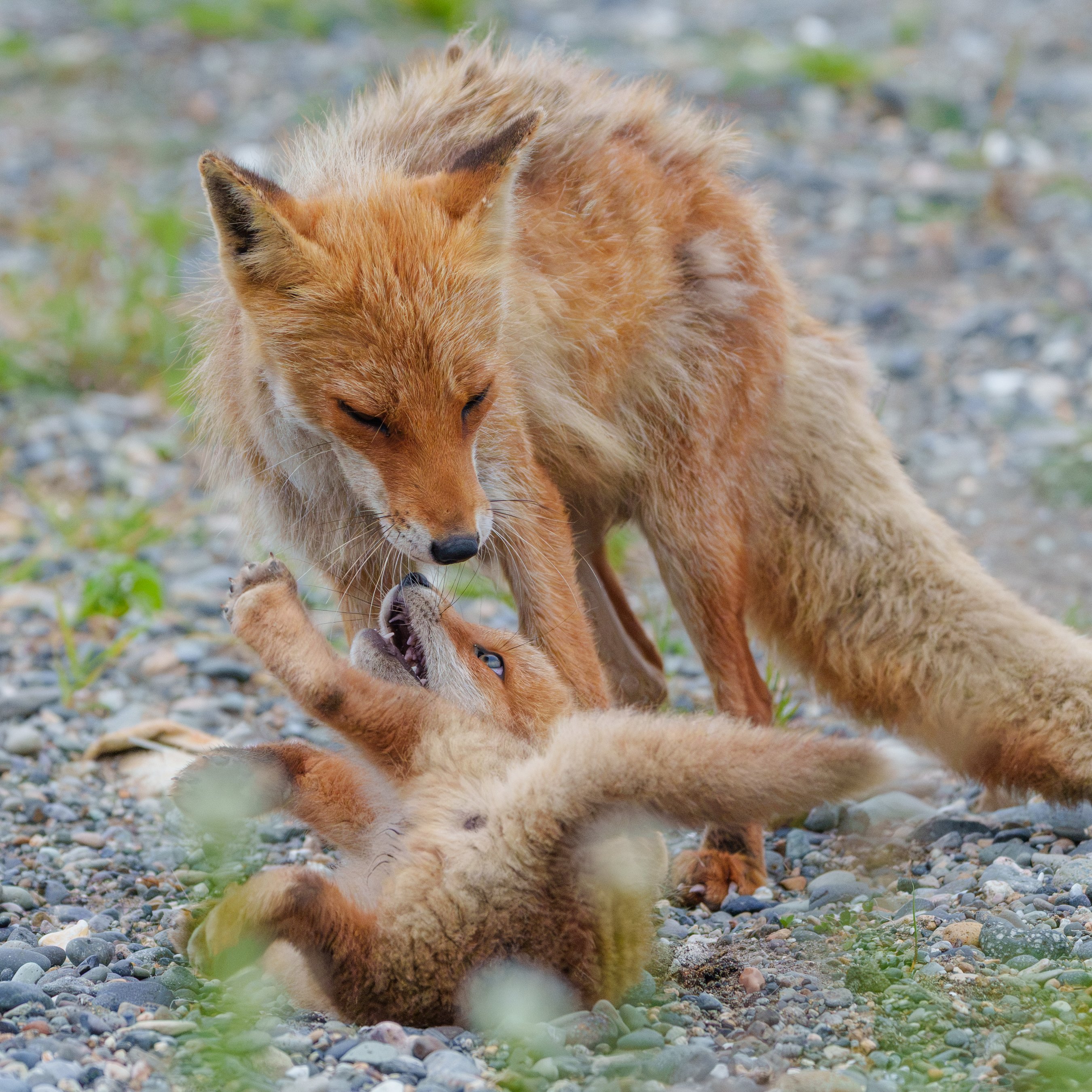 狐狸 妈妈：孩子又在撒泼打滚闹了©️photo_inu 