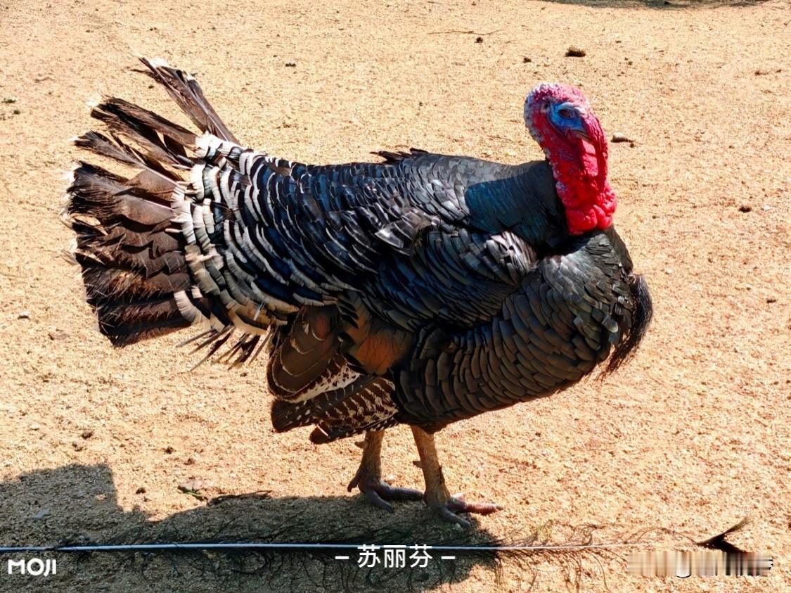 在农村，六七十岁的老人耕田种地很常见。就拿我老家来说，村里好多六七十岁的老人依旧