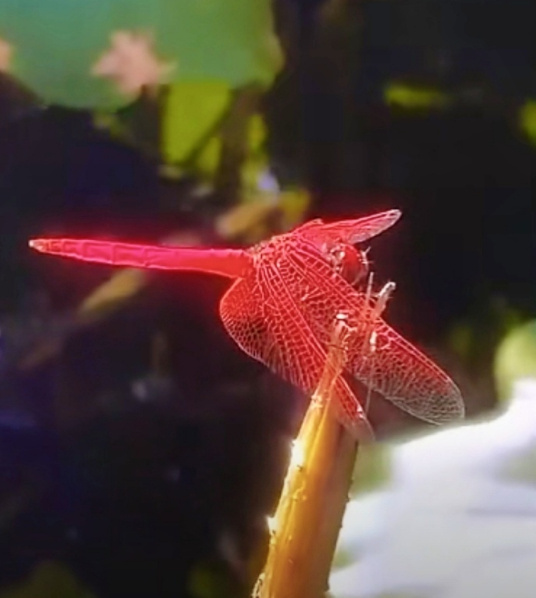 转，鸿运当头🏮🌷  