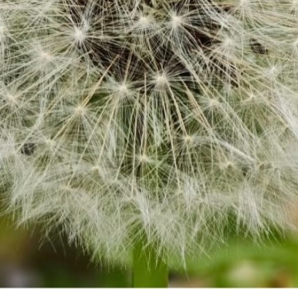 蒲公英的种植方法 一、选容器：选择底部有排水孔的花盆或种植箱。二、准备土壤：选择
