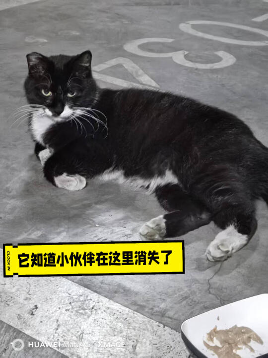 仁义的流浪猫，守着小伙伴出车祸的地方不肯离开。北京找领养。生活在小区地...
