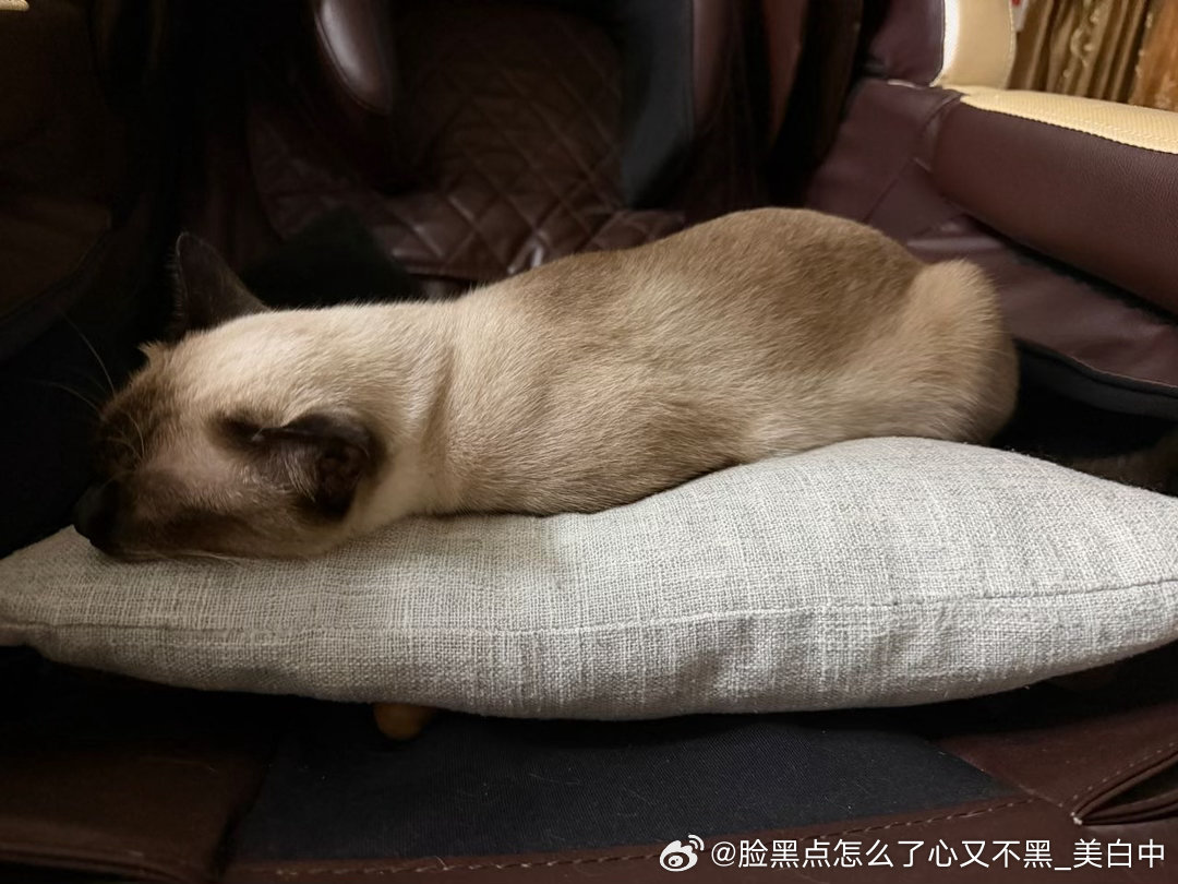 晚安逼罗