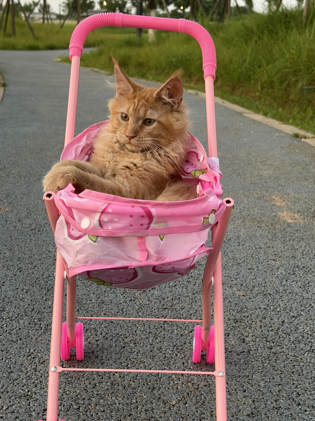 松雅湖野生缅因猫