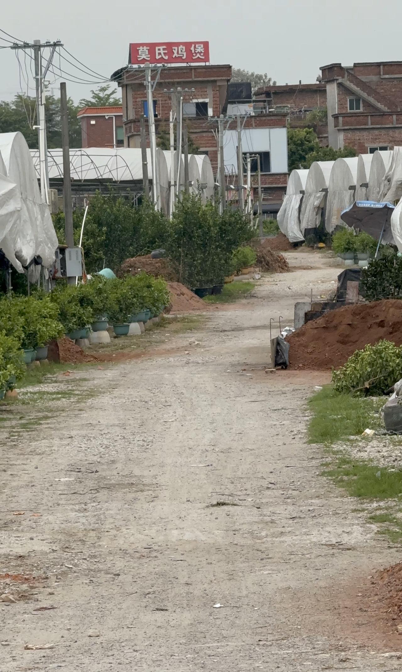 千万粉丝网红刘雨鑫最近打卡了佛山顺德陈村一家本地鸡煲店。没有想到这么发达的顺德，
