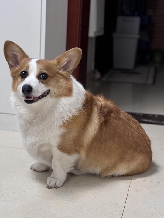 这是我的三角饭团小狗🐶