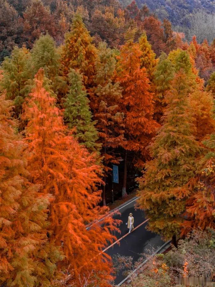 一路前行  网红打卡圣地  满山红叶，层林尽染，掩映在红枫下的东庐山古韵悠然。东
