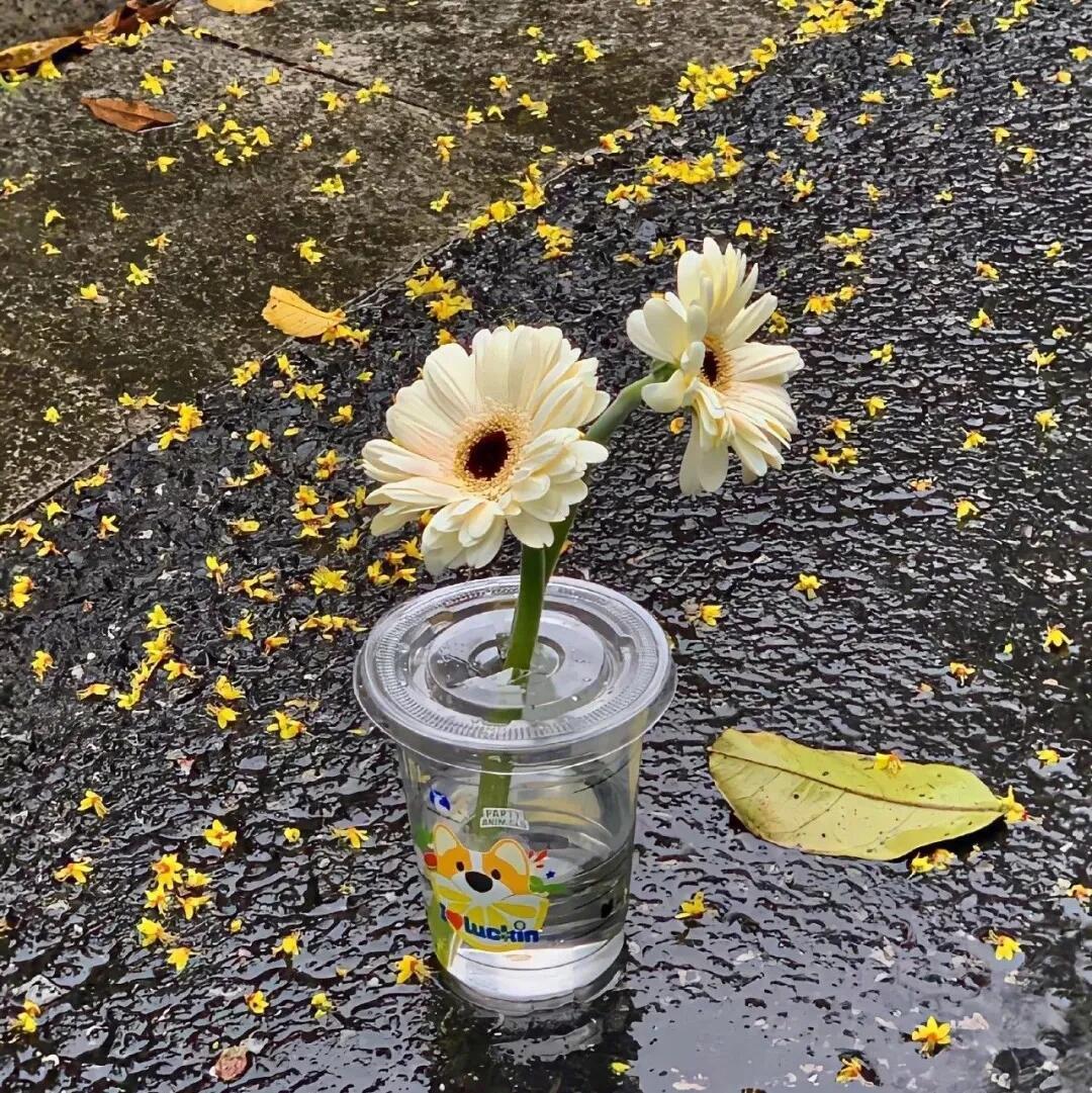 心湖的涟漪渐渐平息，曾经的波澜化作了平静的湖面，倒映着云淡风轻 