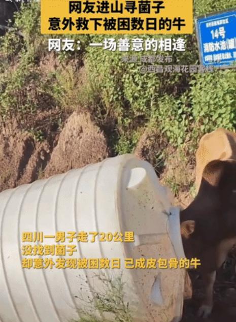 “这趟山真没白进！”四川凉山，一男子进山寻找菌子，徒步20公里愣是一无所获，没想