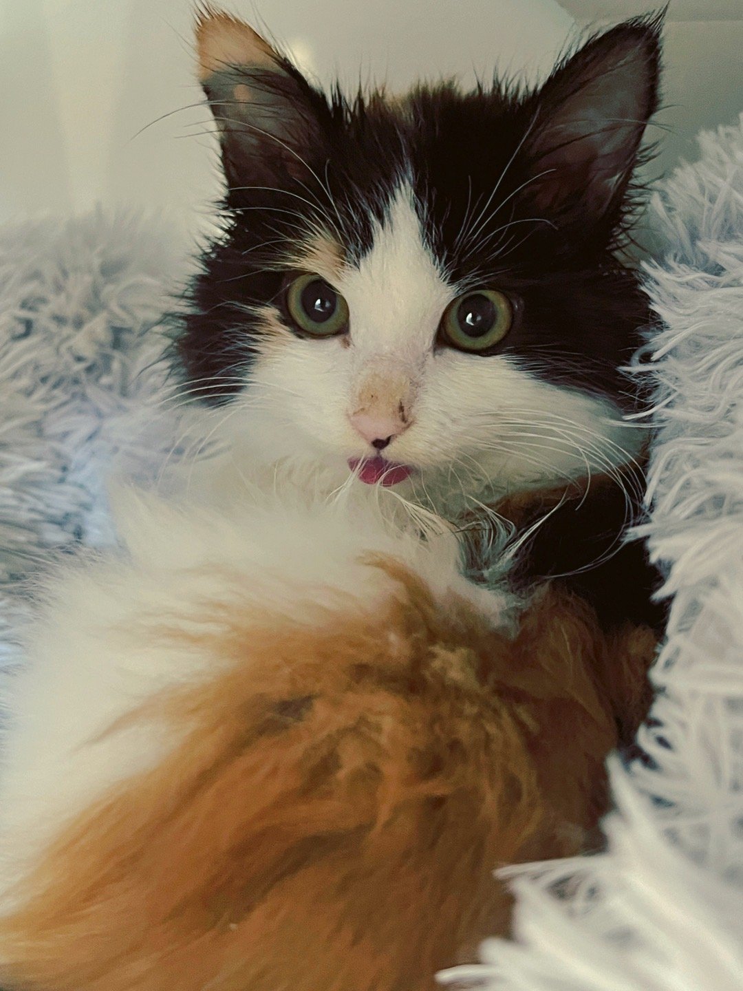 世界真小呀。客人跟客人居然是猫友~#抱猫真能缓解焦虑##我家有宠初成长#  ​​
