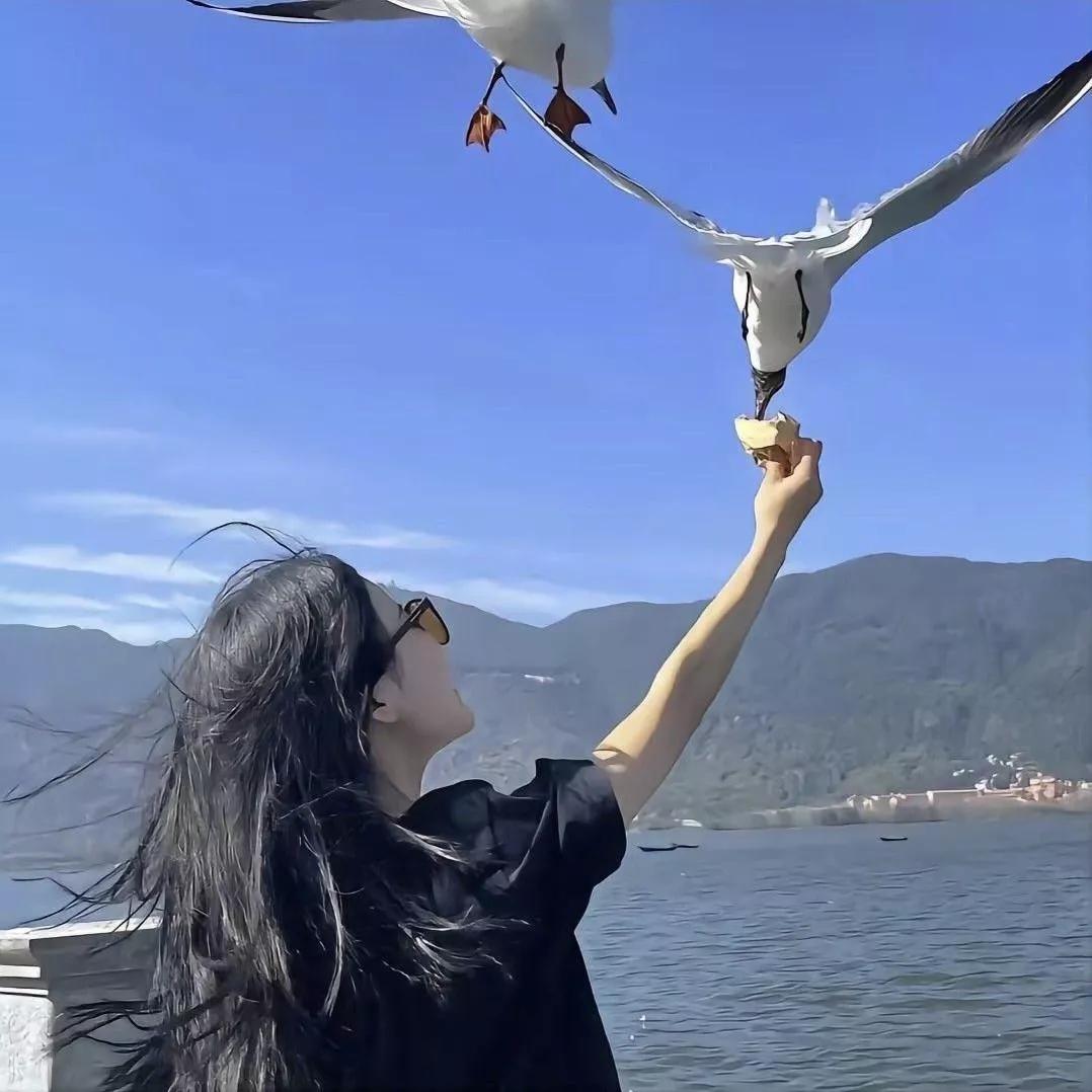 与海鸥亲密互动，感受自然之美！海鸥 海鸥旅游 翩翩起舞海鸥 海鸥照 城市上空的海