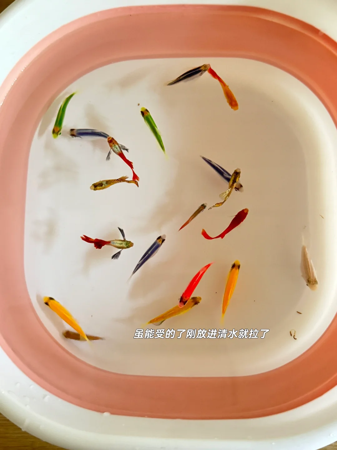 给它们🐟换个家 真的很省心不用‘铲屎’了🎉