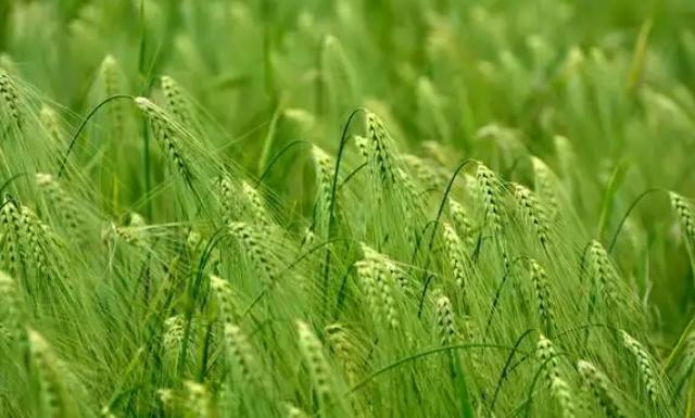 青稞是裸口感最差的粮食，没有之一，上世纪70年代，西藏地区曾尝试推广小麦种植，很