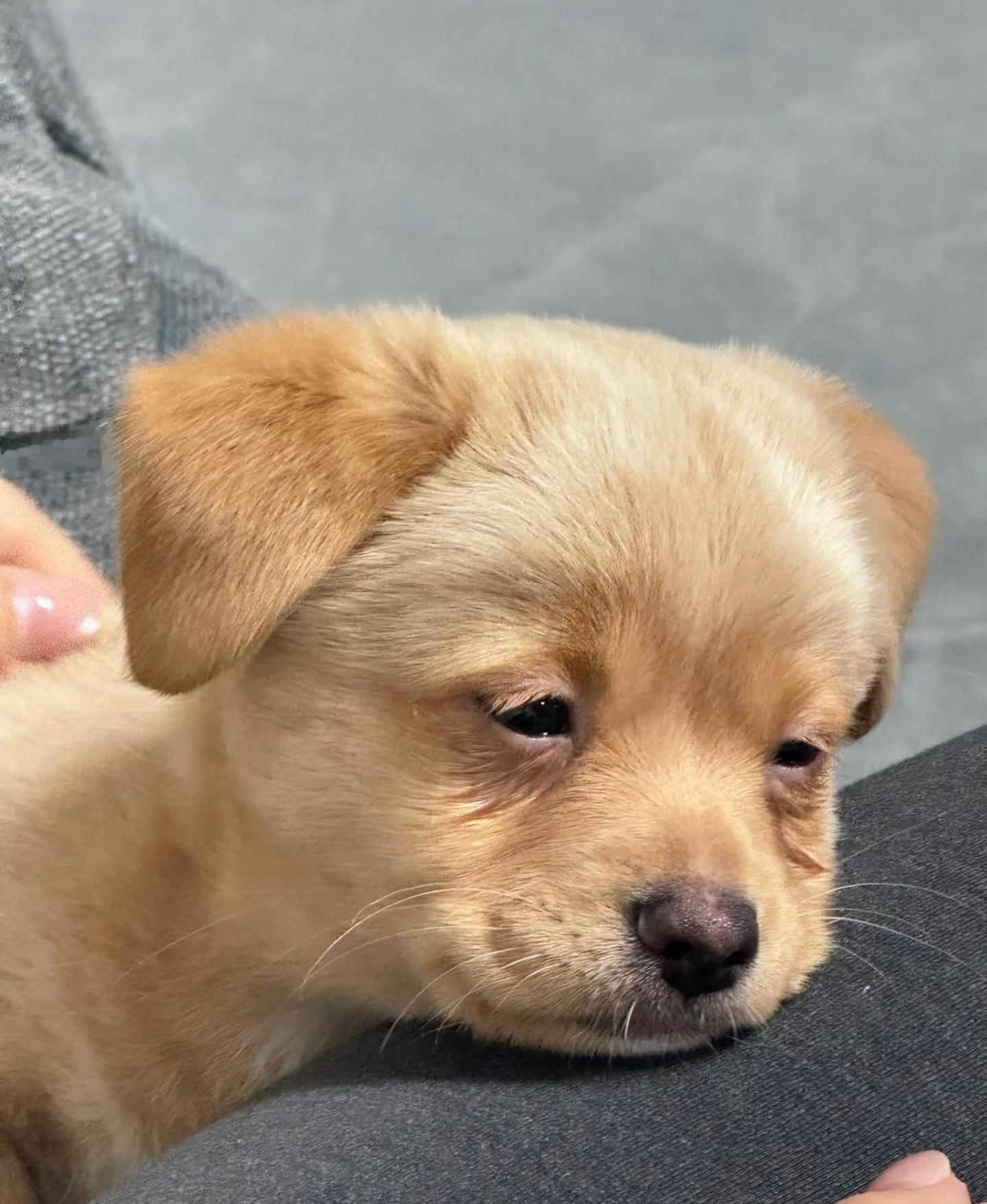 小狗：早八坏 ​​​