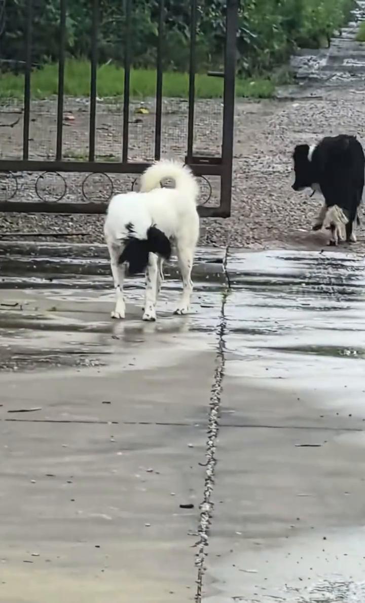 隔壁大爷家可爱的边牧一家三口。
这两个黑白边牧是狗爸爸跟狗妈妈，这是它们的小孩，