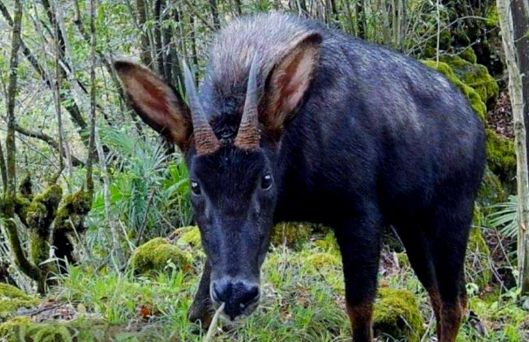 夜爬华山，偶遇“神兽”。
3月10日，陕西一游客夜爬华山，突然发现一只站在台阶上