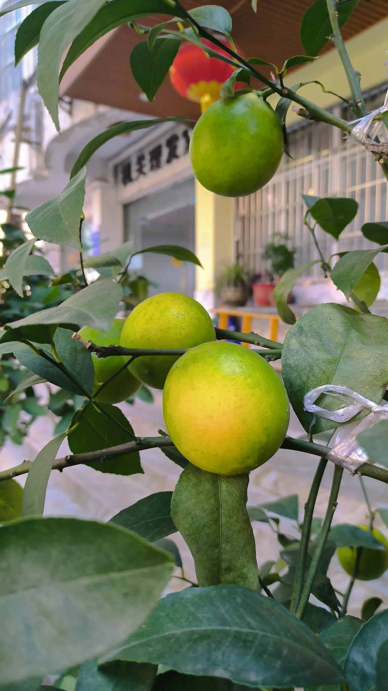 #随手拍满树的果实#