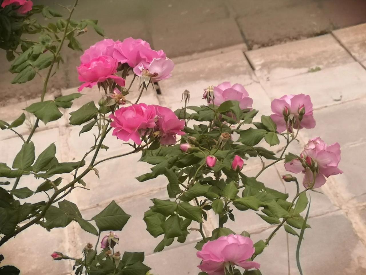 月季，她是悄无声息地开了，开在了春夏交接的时间段里。在这个季节，极易想起海子的《