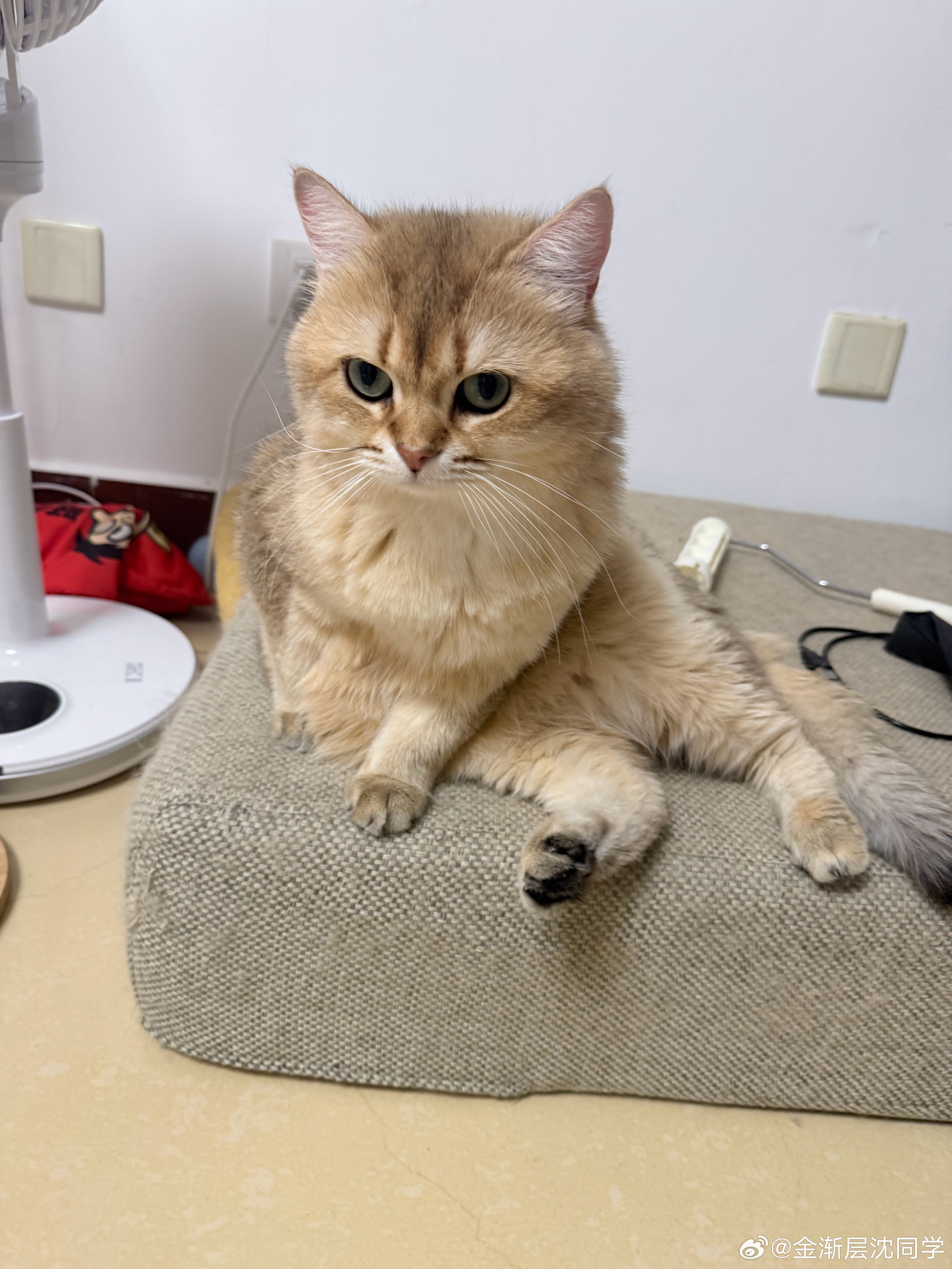 这不就是天然猫砂盆吗萌宠猫咪