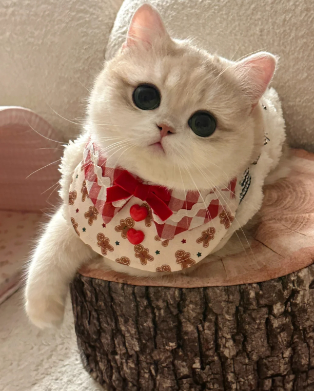 这只小猫咪眼睛跟小葡萄一样 ​​​