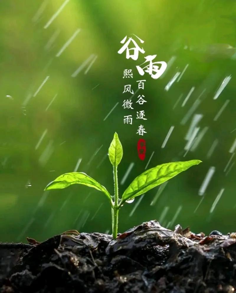 谷雨——《生活浅吟》之五十八
谷雨，
是春天的最后一个节气，
过了谷雨便是夏季。