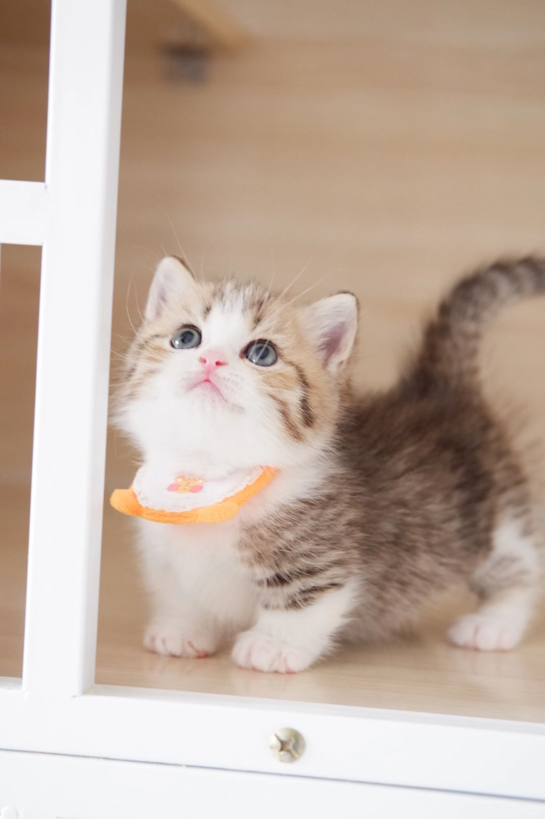 谁不喜欢甜妹啊 金虎斑加白矮脚猫
