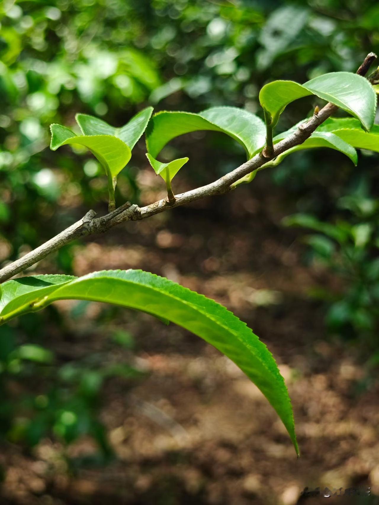 茶叶虽然不是世界上香气成分最多的植物(排第一的是咖啡，茶叶居第二)，但它一定是香