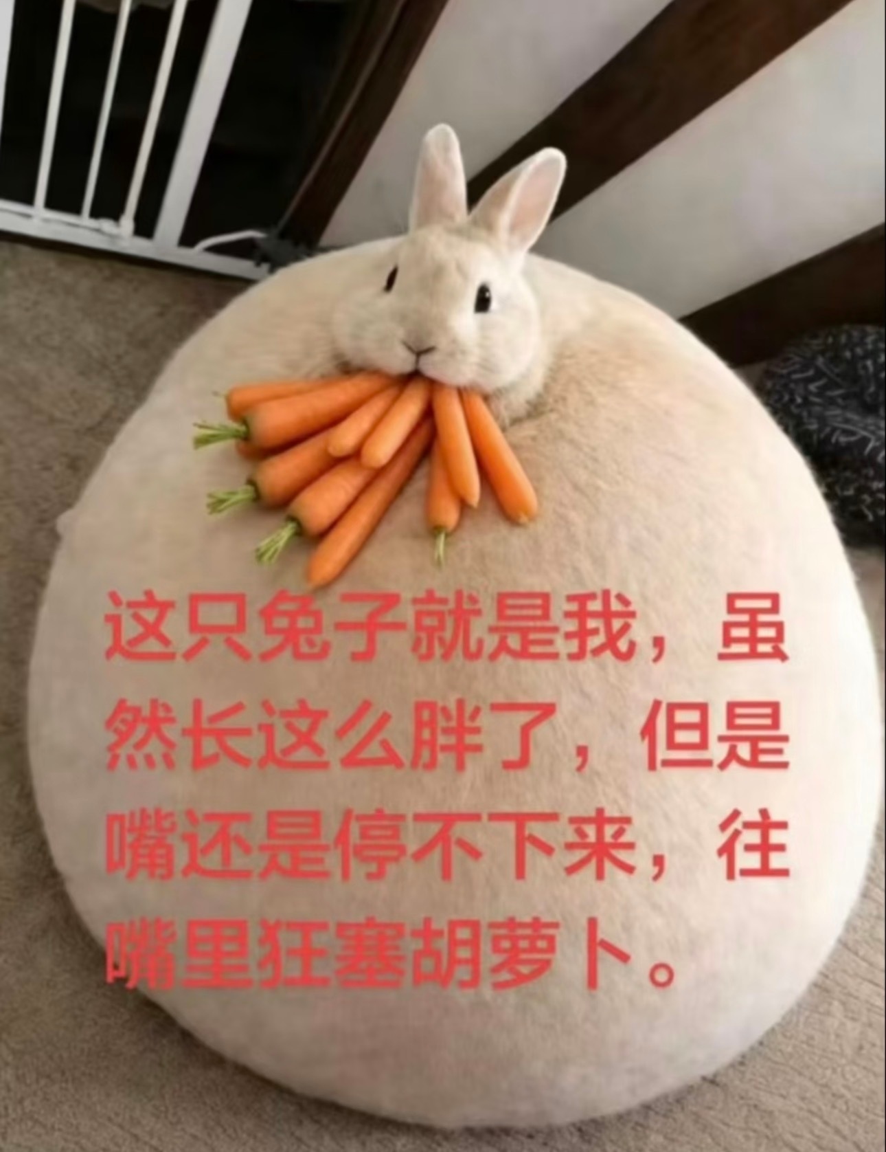 刷到这张感觉这个时期好萌啊，又白又胖，还没有鸡肉，一看就感觉身上的肉都很软很好捏