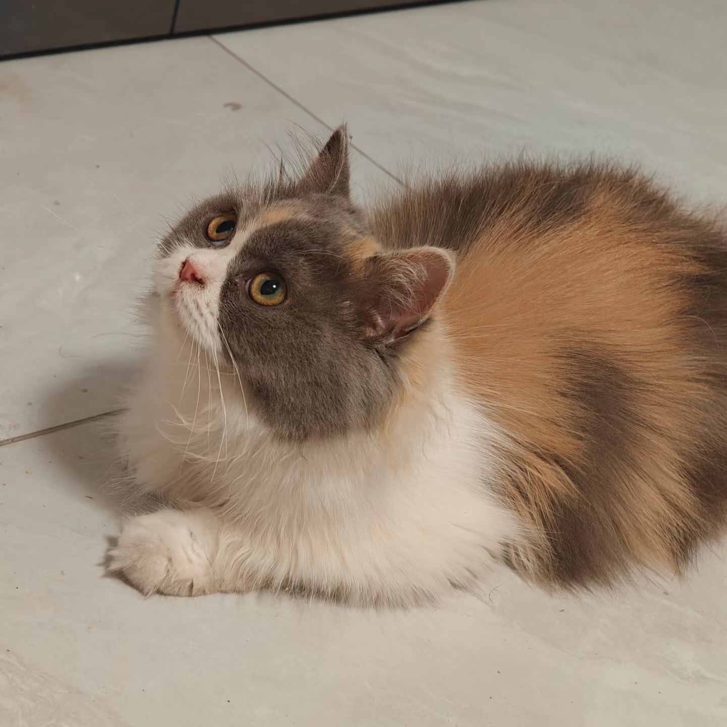 领养贴：有想养布偶猫的私信，包邮。硬性要求：一定要有正经工作，需提供在岗证明。 