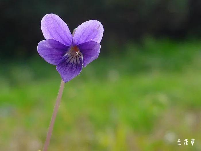 犁头草开花也很美。
莱卡C相机拍摄于公园草地上。
