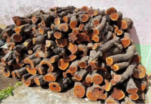 为什么枣木不能当柴烧？一位60岁的护林员告诉我，大部分树木死后都能当柴火烧，唯独