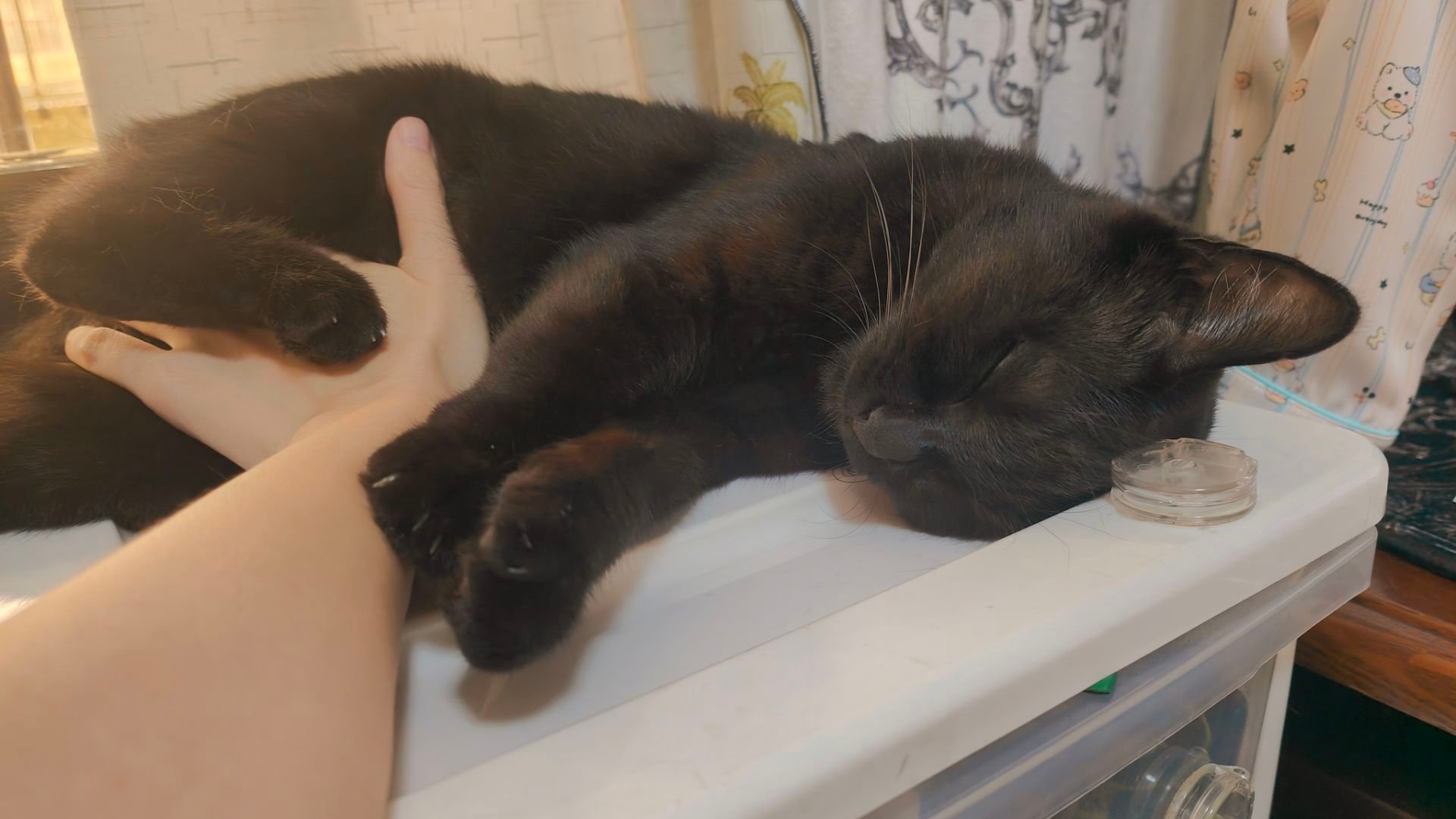 谁懂这种小黑咪反差萌。摸摸小猫裆，小猫爪子推开你，却保持大睡特睡。忍不住代了一口