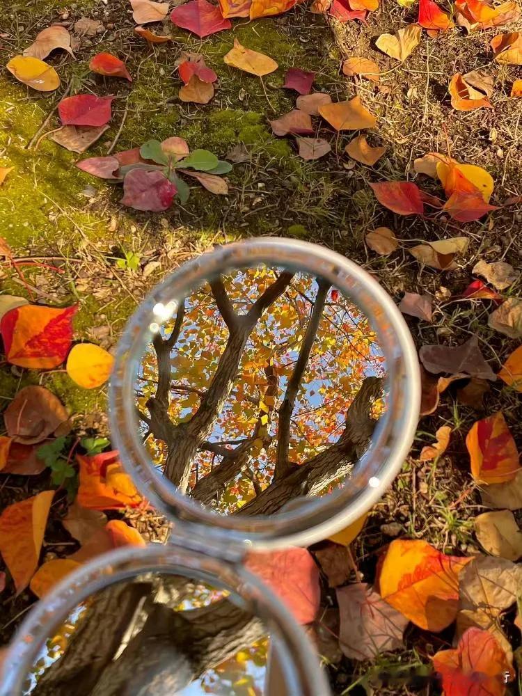 #秋日生活打卡季#立秋
秋水伊人
不期三夏尽，凉雨扫芳菲。
北雁排云外，西风减翠