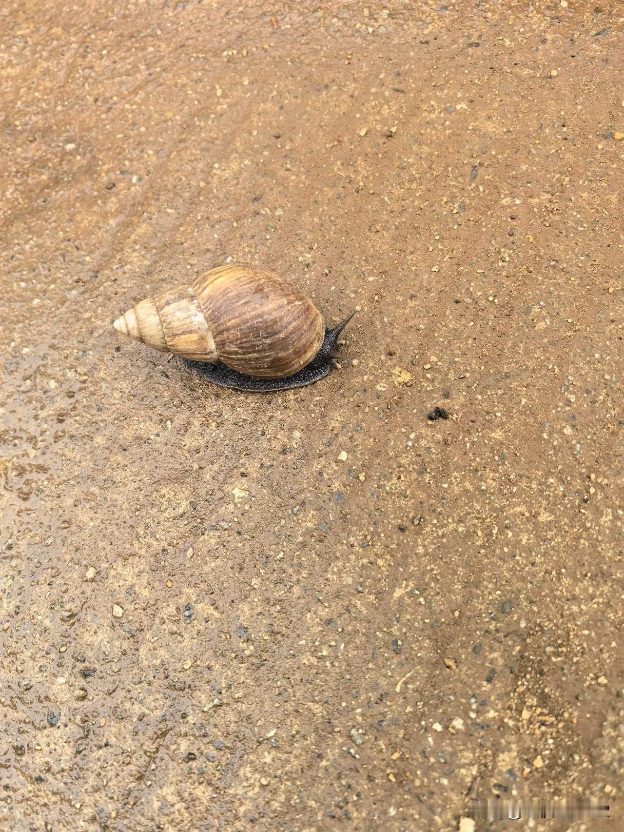 一个关于蜗牛🐌的惨案[捂脸]

昨天滴滴答答下了大半夜的雨，亮天时雨停了，空气