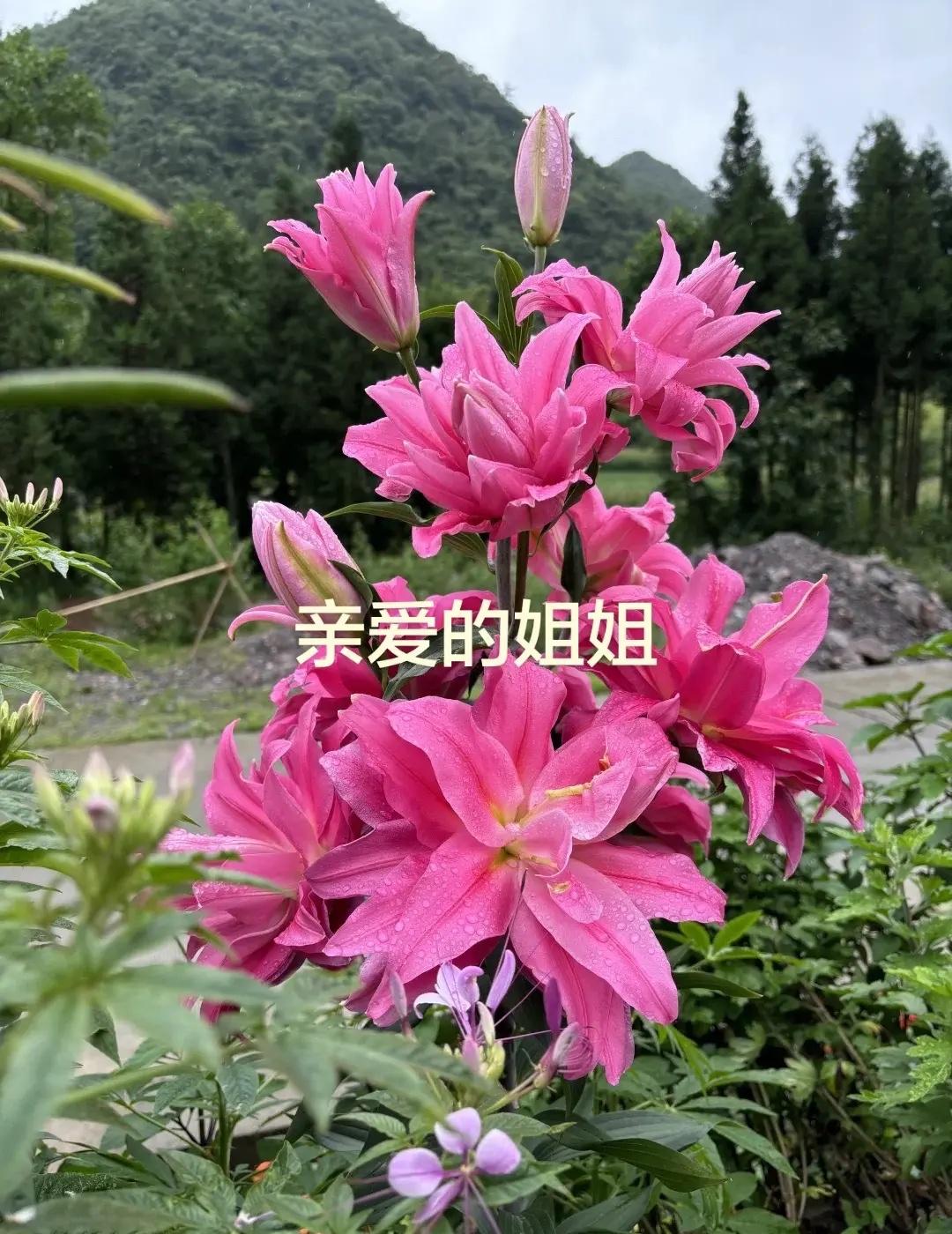吴宜泽夺冠！恭喜这位00后小将获得斯诺克世锦赛冠军！2026斯诺克世锦赛第二轮，
