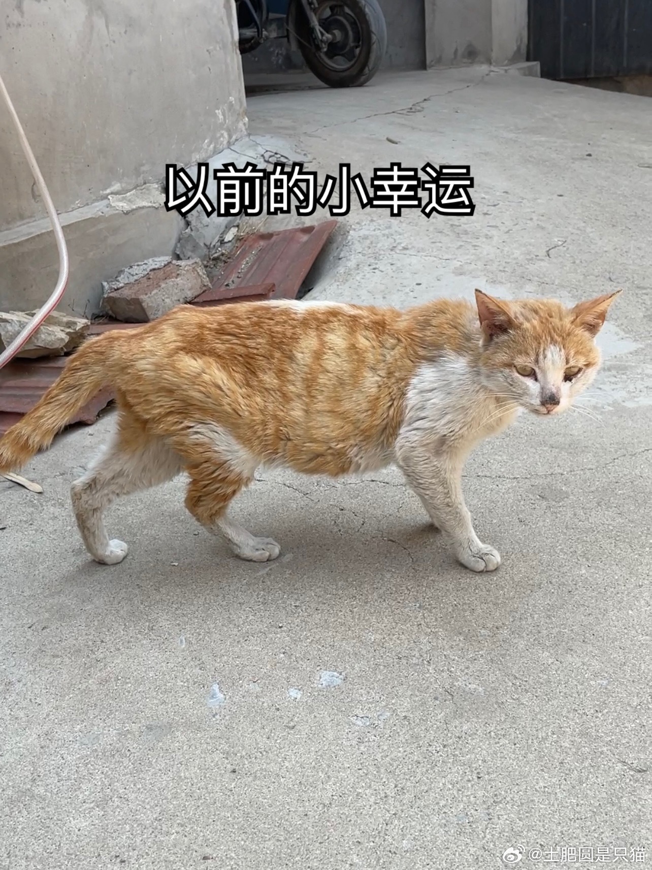 小幸运现在是小院里的体重担当 