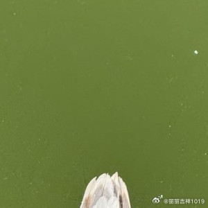 上善若水，水善利万物而不争，处众人之所恶，故几于道。 居善地；心善渊；与善仁；言