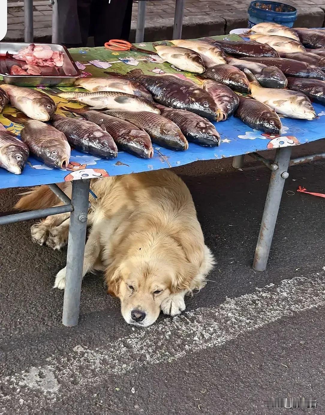 猫咪看摊儿不放心，让狗狗来看吧
#搞笑#