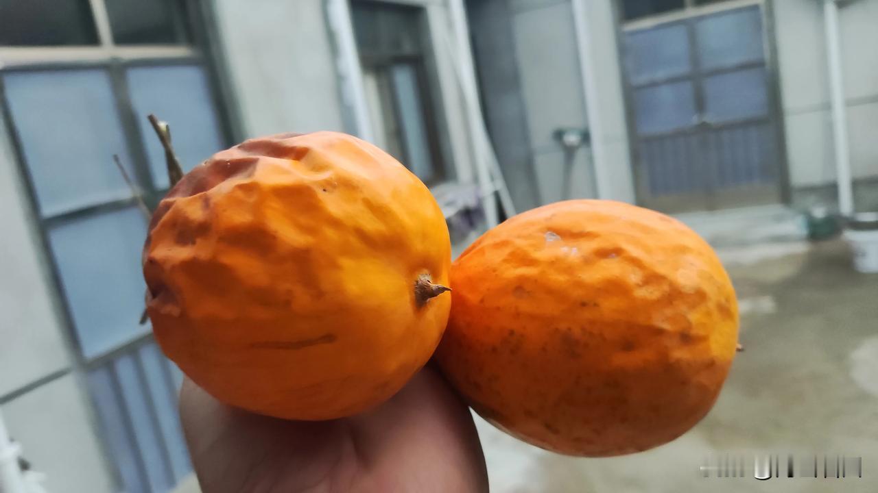 柑橘、橙子，瓜蒌，你猜这是何物？