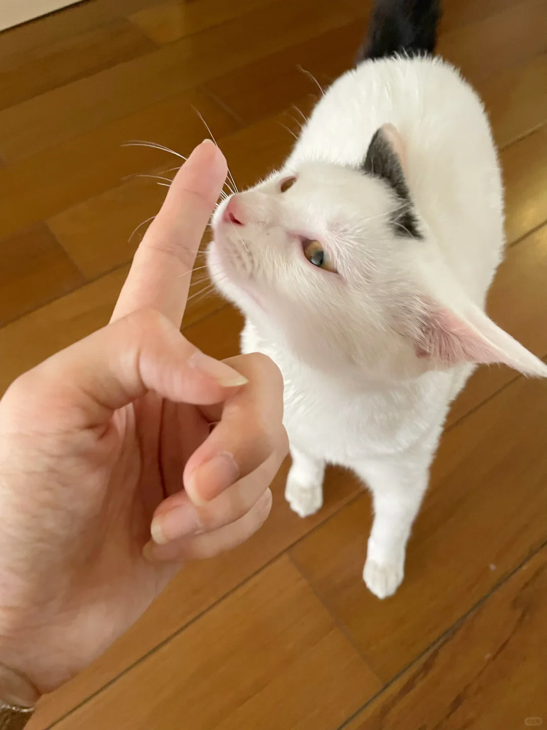别人家的猫为啥不敢咬我