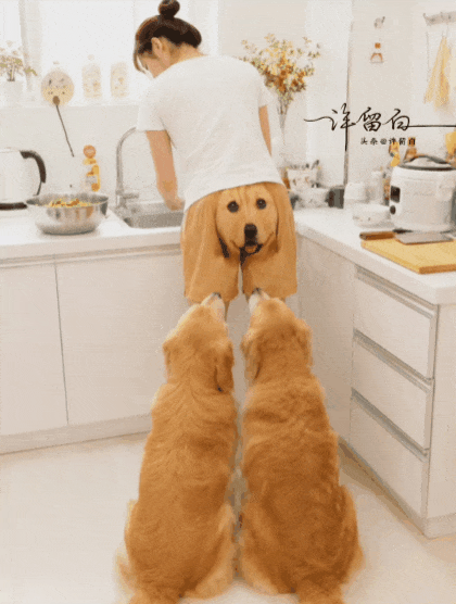 这算不算是在溜狗[捂脸]