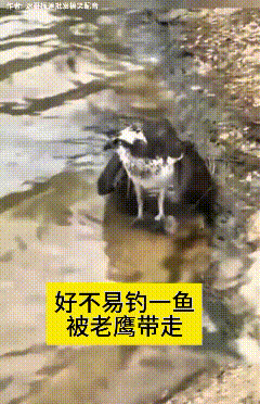 看到这个视频，俺直接笑到直不起腰！
大哥搁湖边熬了一上午，好不容易钓住一条大鱼，