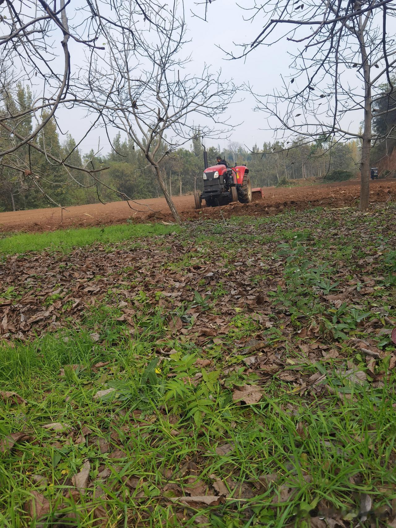 嘿，你看这地里，红色拖拉机正突突突地耕地呢！这土被犁得松松的，看着就带劲。周围的