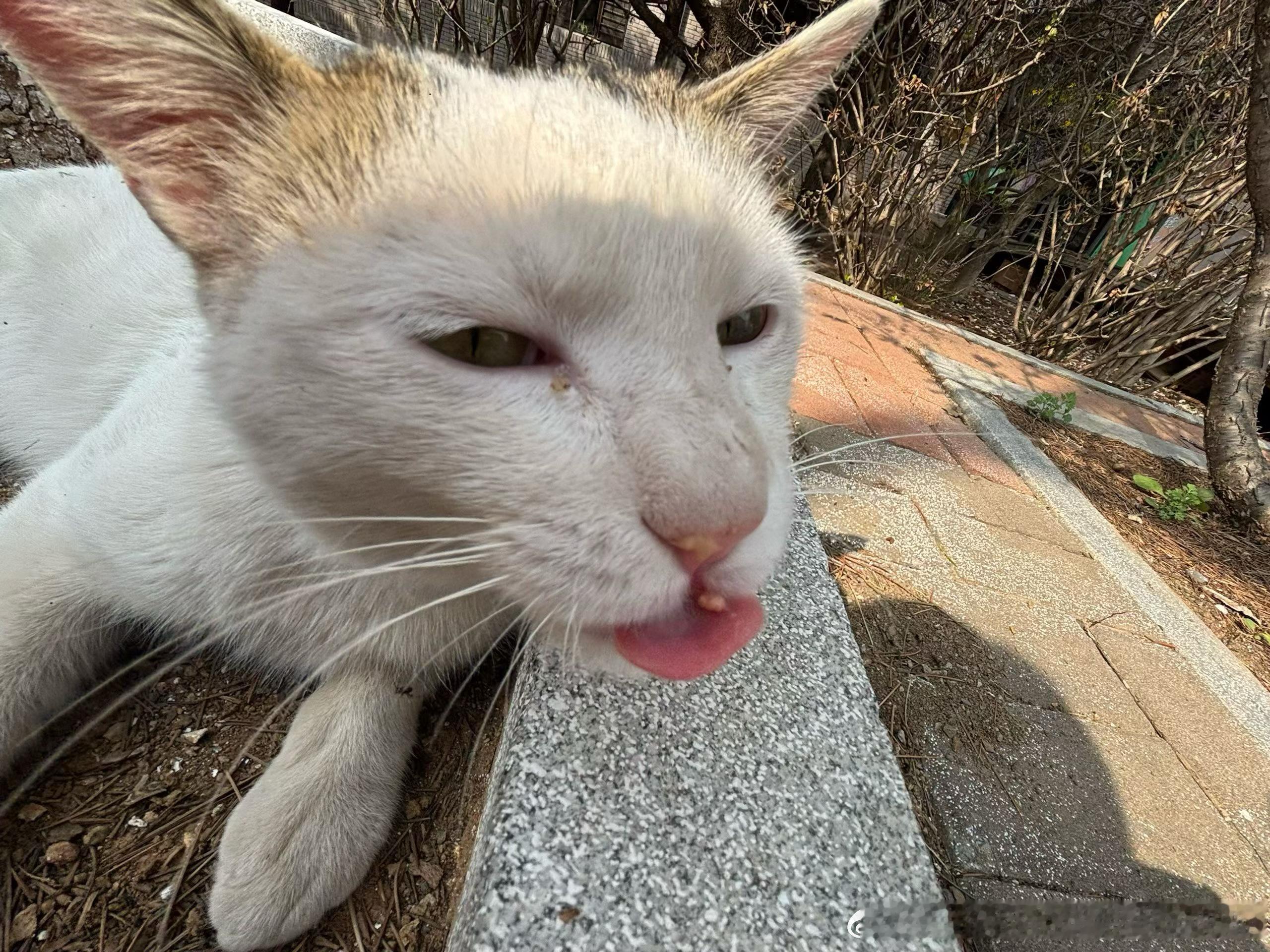 49506【丑猫】不多说。 
