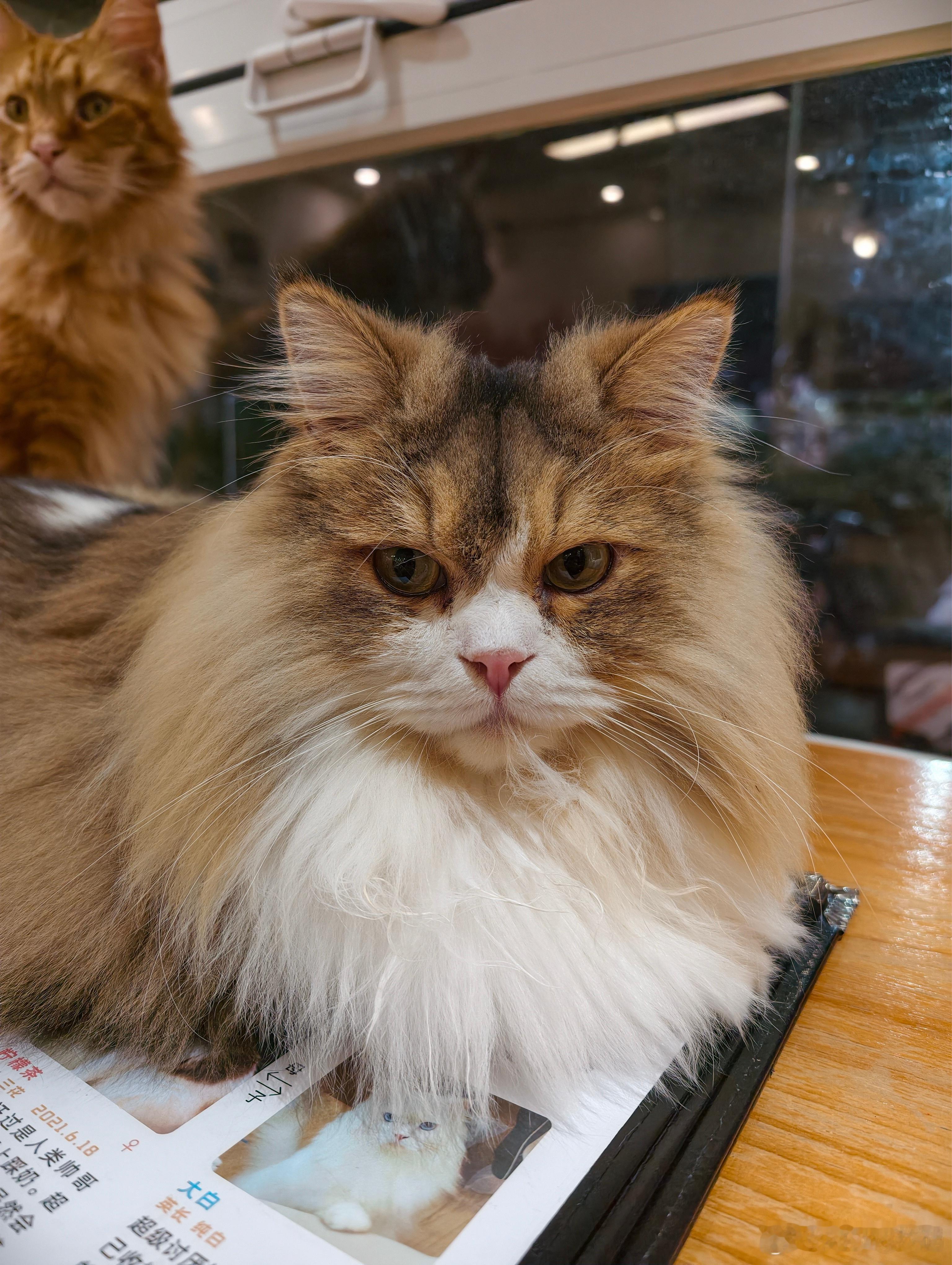 双休叫牛马 单休叫战马太有梗了不休息的叫旋转木马那排班轮休的又叫什么呢？ ​​​