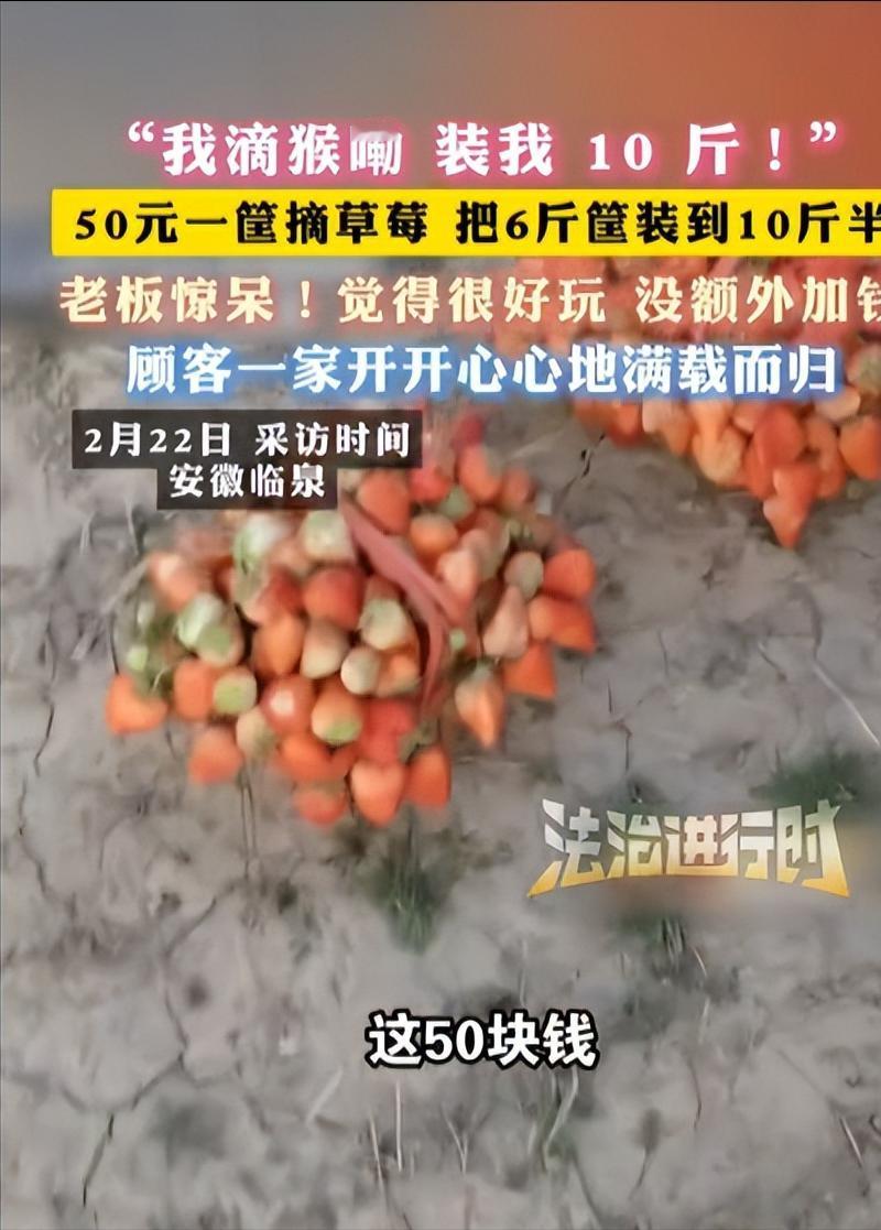 安徽临泉，一女子带着孩子们去摘草莓，老板说50元一篮子，万万没想到，女子竟在篮子
