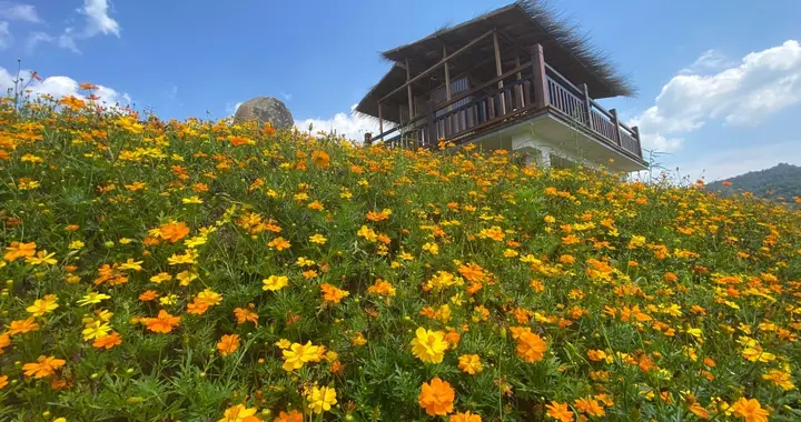 |走进洪溏里村花海，漫步波斯菊盛开的山坡